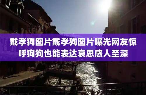 戴孝狗图片戴孝狗图片曝光网友惊呼狗狗也能表达哀思感人至深