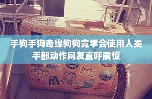 手狗手狗奇缘狗狗竟学会使用人类手部动作网友直呼震惊